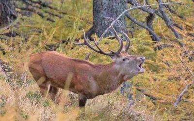 Il bramito dei cervi: apericervo e passeggiate nel Parco Nazionale dello Stelvio